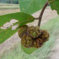 Uvaria sphenocarpa Hook.f. & Thomson